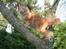 Maine Coon Pyrus - pyrus kladre