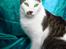 Huskat 'Emilius - Rest in peace - Hey smukke hunkatte.. jeg er single og fresh... *blinke* *blinke*