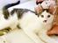Huskat 'Emilius - Rest in peace - 14 uger gammel her..