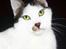 Huskat 'Emilius - Rest in peace - 7 mdr gammel her.. 