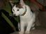 Huskat 'Emilius - Rest in peace - 17 uger gammel.. - med bling bling.. hva sir i så piger?