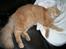 Maine Coon Pyrus