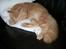 Maine Coon Pyrus