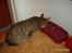 Huskat sally (R.I.P) - billede 1 sally spis 