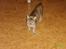 Huskat sally (R.I.P) - billede 2 af sally