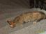 Huskat sally (R.I.P) - billede 3 sally 