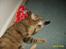 Huskat sally (R.I.P) - billede 4 af sally
