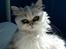 Perser Gizmo