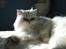 Perser Gizmo