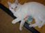 Blanding af racer Ragdoll Samson
