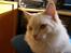 Blanding af racer Ragdoll Samson