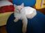 Blanding af racer Ragdoll Samson - 5 mdr