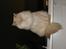 Blanding af racer Ragdoll Samson
