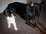 Huskat 'Emilius - Rest in peace - Emil og hans lillebror Hector