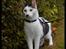 Huskat 'Emilius - Rest in peace