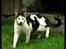 Huskat 'Emilius - Rest in peace