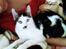 Huskat 'Emilius - Rest in peace
