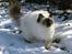 Hellig Birma Chicabee´s Canoosia C´Mon - Canoosia snart 10 mrd. gammel