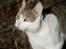 Huskat Oliver R.I.P 