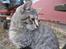 Huskat Whiskas