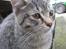 Huskat Whiskas