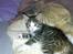 Huskat Tomtom R.I.P