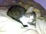 Huskat Tomtom R.I.P