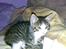 Huskat Tomtom R.I.P