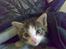 Huskat Tomtom R.I.P