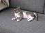 Huskat Feline - nu med kilinger