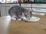 Huskat Feline - nu med kilinger