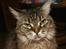 Maine Coon Luffe - Velkommen til Luffes profil.
