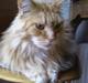 Maine Coon Otto, DKRL Hefaistos