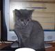 British Shorthair Columbine