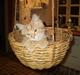 Maine Coon Fiona