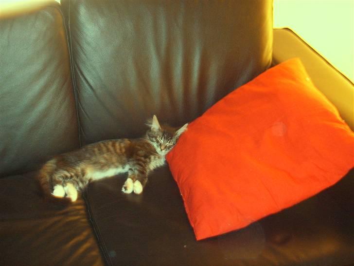 Maine Coon Minnie - Jeg ved da godt hvad en hovedpude bruges til! billede 8