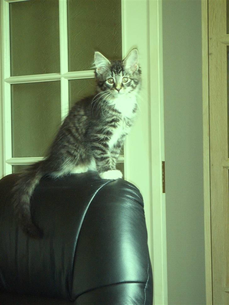 Maine Coon Minnie billede 9