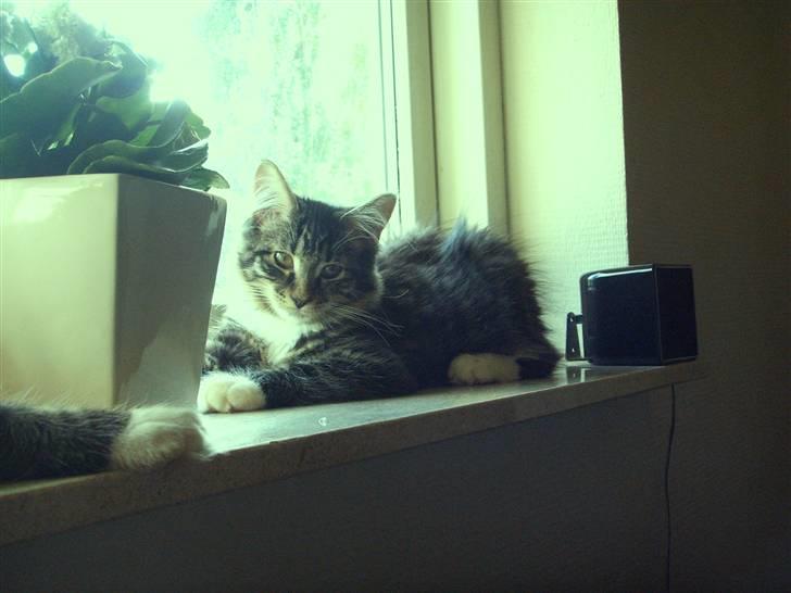 Maine Coon Minnie billede 10