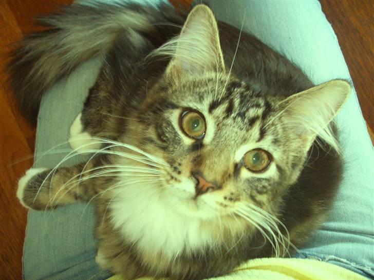 Maine Coon Madsen billede 6