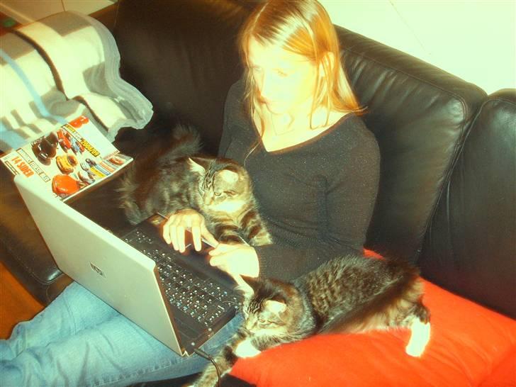 Maine Coon Madsen - Jeg ligger lige hos mor og hjælper lidt... billede 7