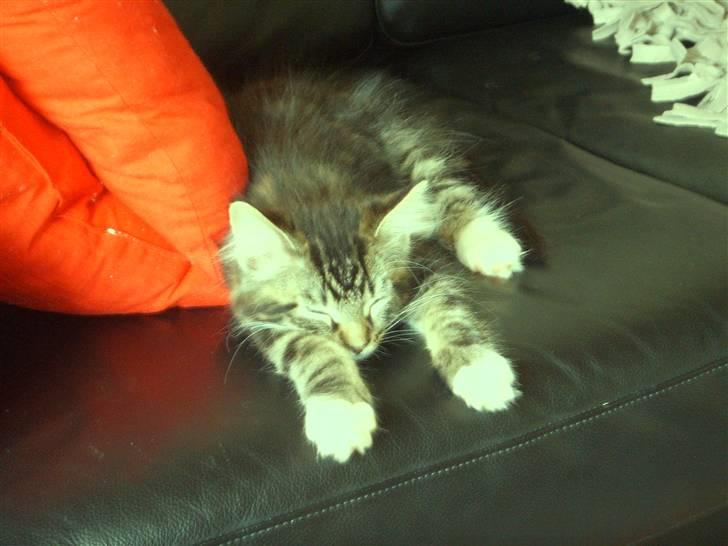 Maine Coon Madsen - Total yndlings sovestilling! billede 8