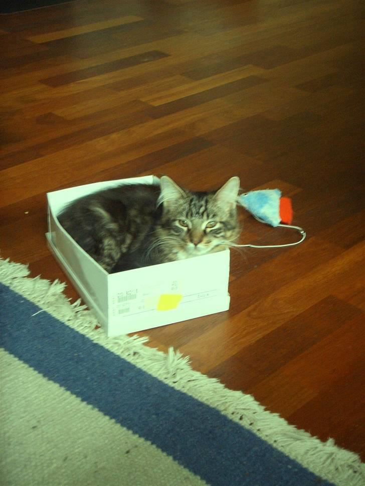 Maine Coon Madsen - her kan jeg sagtens være.... billede 9