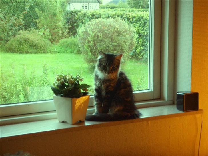 Maine Coon Madsen billede 10