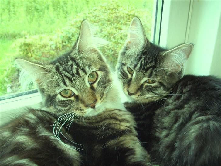 Maine Coon Madsen - Madsen & Minnie billede 11
