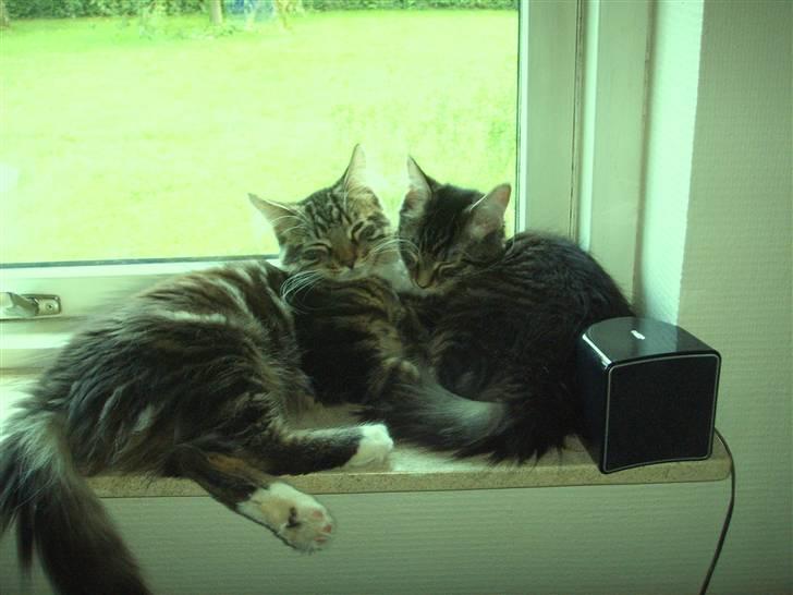 Maine Coon Minnie - Ligger lige og sover lidt med brormand billede 11