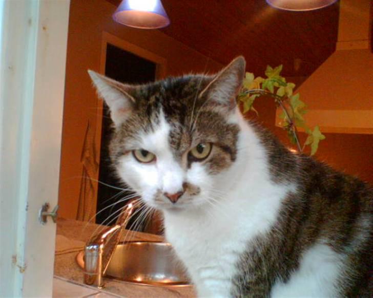 Huskat Mille  R.I.P billede 1