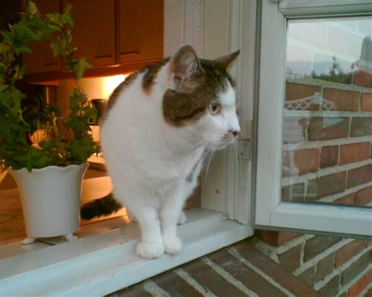 Huskat Mille  R.I.P billede 2