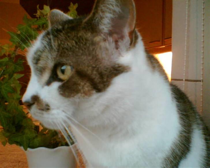 Huskat Mille  R.I.P billede 3