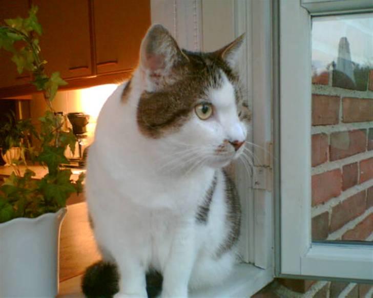 Huskat Mille  R.I.P billede 4