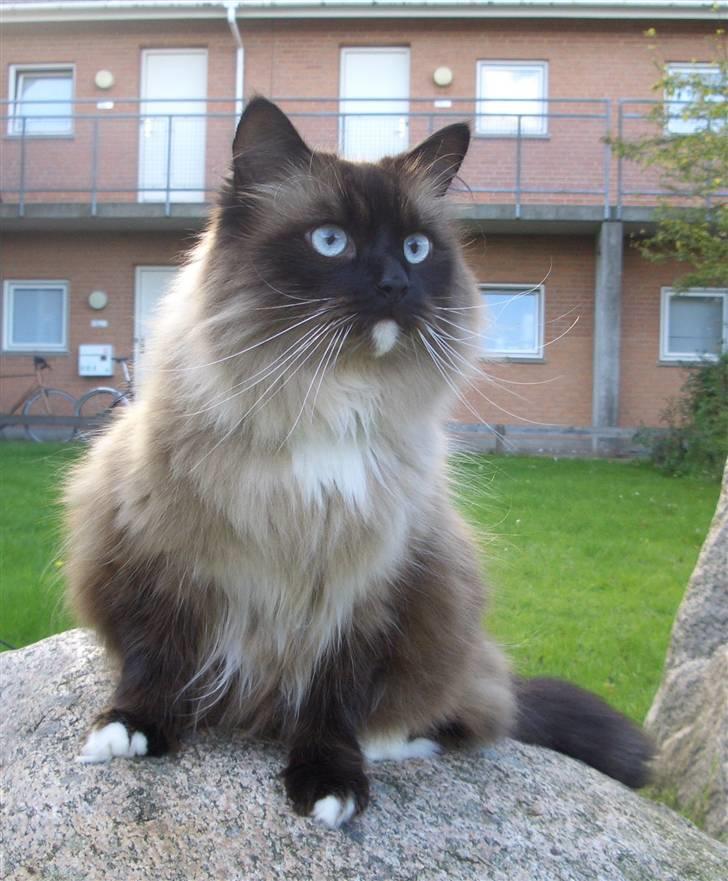 Blanding af racer  Oliver *Solgt* billede 13